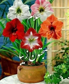 🌺☘🌼بِسْمِ ألله ألرحْمنِ ألرَحيمْ