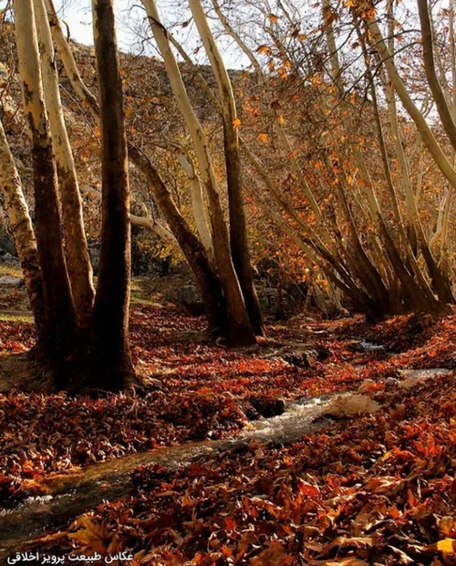 خراسان رضوی درگز ، پاییز عکاسی