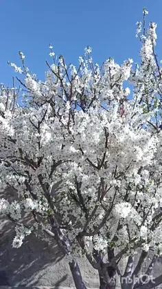 نگین بهار🌸🌼🌸🌼🌸🌼🌸🌼🌸🌼