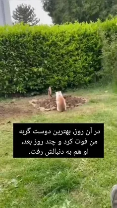 در حالی که هیچ حیوانی به طور قطعی «نمی‌داند» که قرار است 