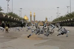 "حسین جان..."