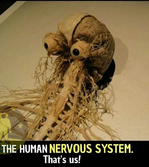 خلاقیت خالق علم سیستم عصبی انسان