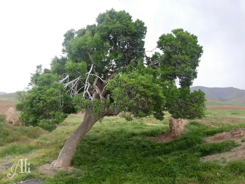 نامزدم دعوتم کرد آخر هفته برم خونشون...