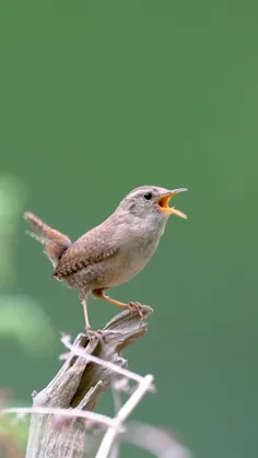 صبح بخیر زندگی💐♥️