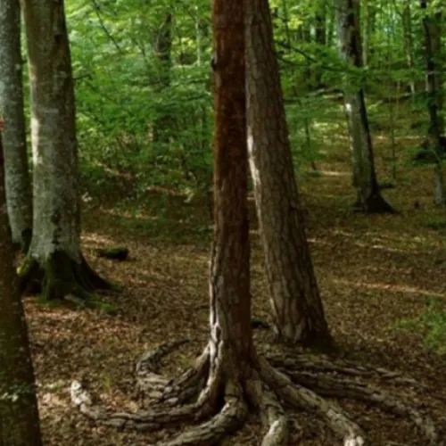 ریشه ی درخت
