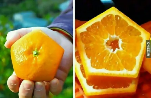 پرتقال و دیگر هیچ 😉 🍊 خوراکی ایده هنر خلاقیت دکوری