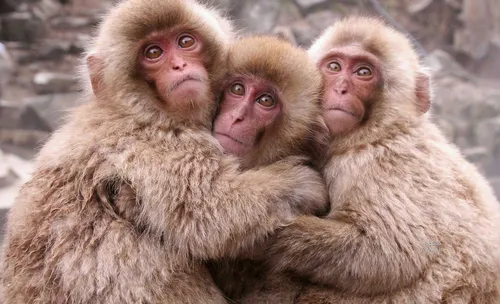 میمونای خوشگل حداقل عشقو باید از شما تقلید کنیم