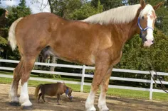 تامبلینا کوچکترین اسب دنیا...