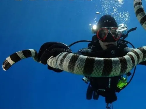یافته ی جدید دانشمندان: مارهای سمی دریایی قصد کشتن شما را