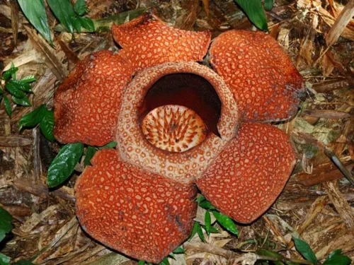 اندونزی میزبان تعدادی از گونه های گیاهی کمیاب است؛ از جمل