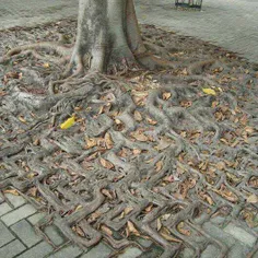 ریشههای یک درخت