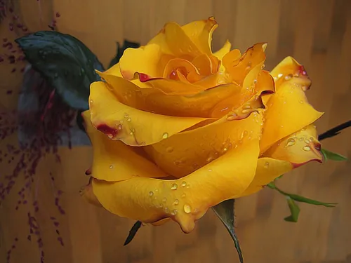 این گل تقدیم به همه ی دوستای خوب ویسگونیم عزیران شبتون پر