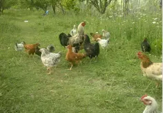 اینم خروس و مرغهای روستای گیلان 