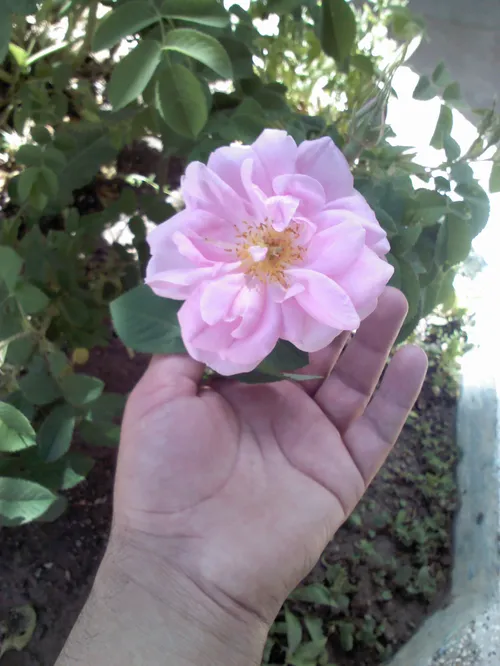 این گل محمدی رو مادرم کاشته بود اینم اولین گلی که داده