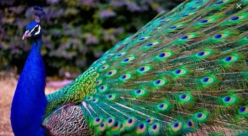 طاووس پرنده