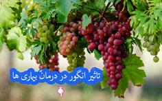 🍇 ✨ 🍇 🌟 تاثیر انگور در درمان بیماری ها :🌟 🍇 ✨ 🍇 