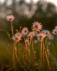 🌸 دراین عصراز خدا میخواهم