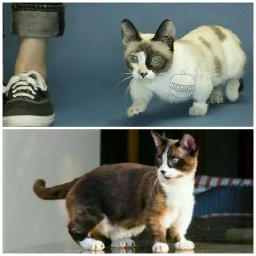 یک نژاد مستقل از گربه ها وجود دارد که پاهای غیر طبیعی دار