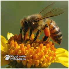 زنبور عسل باهوشترین حشره دنیا است. این حشرات دارای قابلیت