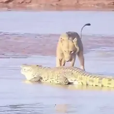 Lion Vs Crocodile
شیر در مقابل کروکودیل
