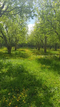 عکاسی خودمه