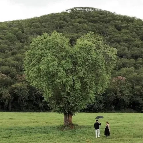 کره ای ها