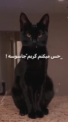 🤣🐱