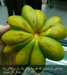 #پرتقال_و_دیگر_هیچ 😉 🍊  #خوراکی #ایده #هنر #خلاقیت #دکوری