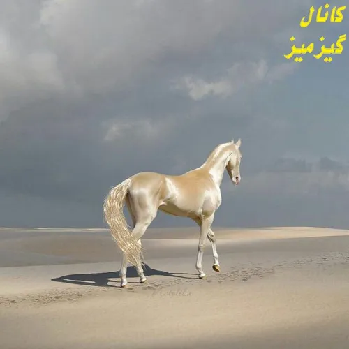 زیبا ترین و گران ترین اسب جهان