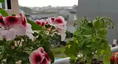 روز بارانی و گل های زیبا