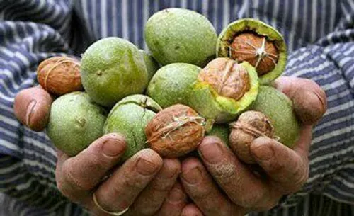 اگر می خواهید پوست گردوی سبز را از آن جدا کنید و دستتان س