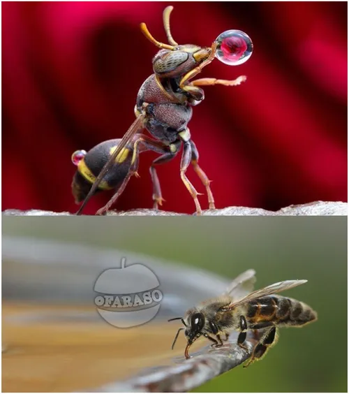 از شگفت انگیز ترین تصاویر ماکرو،زنبور درحال نوشیدن یک قطر