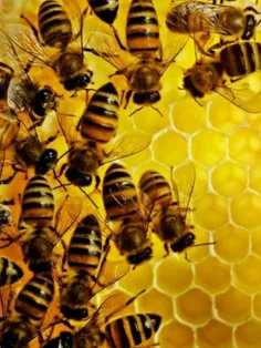 زنبور ها را میشود برای ردگیری و بو کشیدن مواد مخدر و انفج
