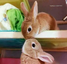 خرگوووووش.....خیلی باحالن