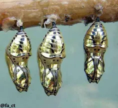 شفیره ی پروانه فلزی مکانیتیس. زیستگاه کاستاریکا