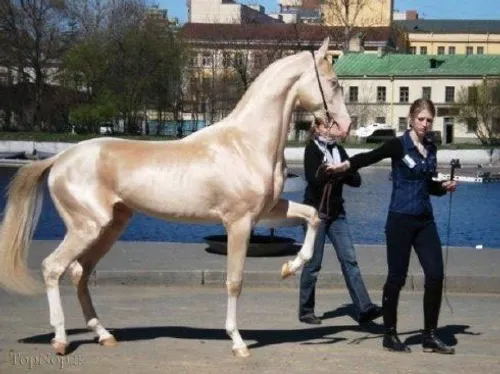 زیباترین و گرانترین نژاد اسب