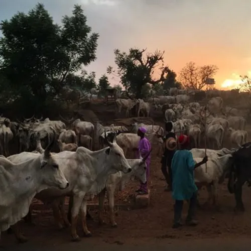 Photo by @davillasanaFulani herdsmen stop for the evening