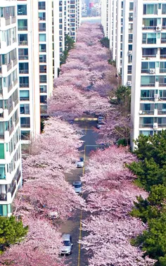 شکوفه های گیلاس در دو طرف خیابانی در شهر بندری بوسان  در 