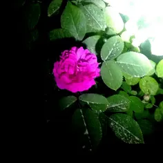 اولین گل حیات تقدیم به شب زنده داران