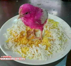 تصور من وقتی میگن "جوج بزنیم" 🙄 🐤 😅 