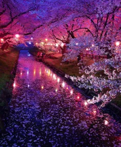 #شکوفه های_گیلاس_ژاپن !