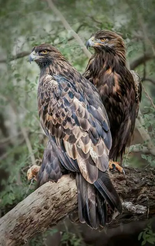 پرندگان birds