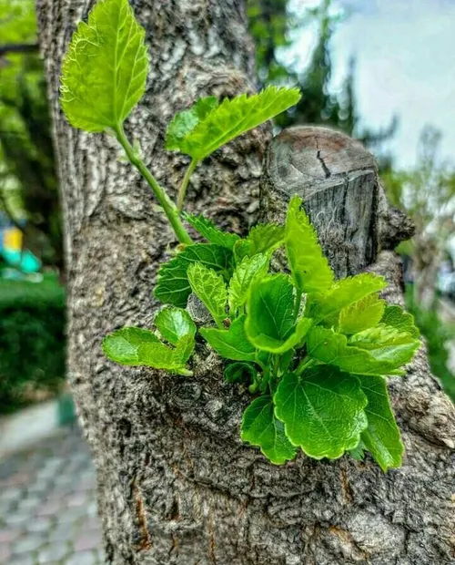 زندگی نیست بجز نم نم باران بهار