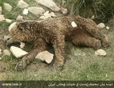 کشتار بی‌رحمانه خرس قهوه‌ای در کرمانشاه .