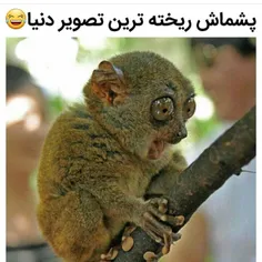 #اقای_چت