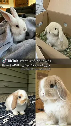 لینو🐰💖