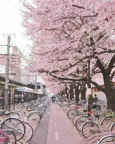 فصل بهار در توکیو ژاپن