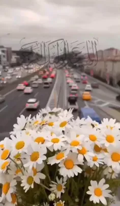 ‌‌ ⊱♥🍃🕊⊱ღ꧁🌺💚🌺꧂ღ