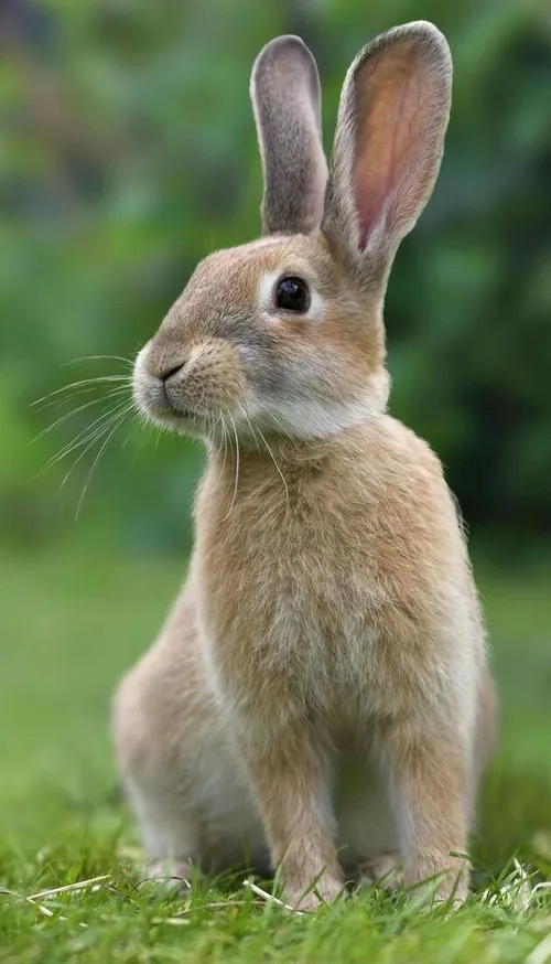 Rabbit