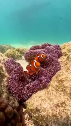 شقایق فرش هادونز Haddons Carpet Anemone  در منطقه هند و ا